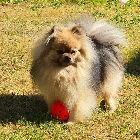 Кемпинг Mansikkaharju Camp