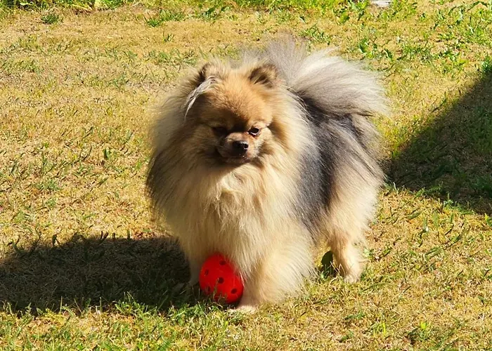 营地 曼斯卡哈约假日露营地